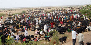 Goats at the cattle camp