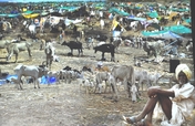 A Hope in Drought : Mann Deshi Cattle Camp