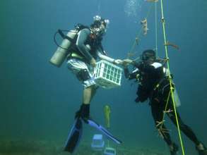 Volunteers instelling a coral nursery in galeras