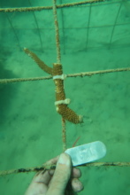 Tagged coral fragment