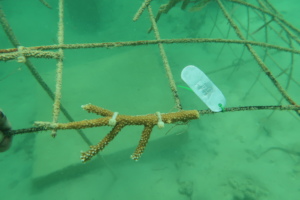 Tagged coral fragment