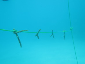 Coral fragments recently placed on rope nursery