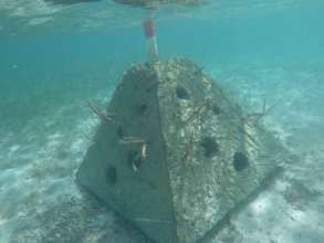 Pyramid coral nursery, also protects coastline