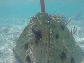 Pyramid coral nursery 2, also protects coastline