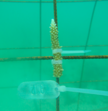 coral fragment in luperon