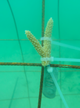 coral fragment in luperon