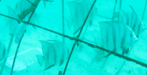 newly settled fish in la caleta coral nursery