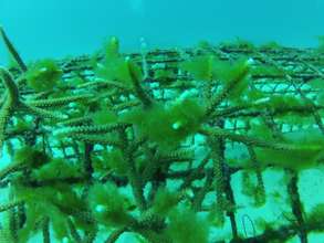 Algal Bloom in november