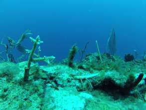 Coral transplanted to natural reef growing well