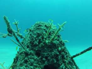 coral fragments growing well on cement structures
