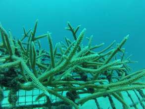 Coral fragments growing at la caleta coral nursery