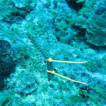 Coral fragment transplanted to natural reef
