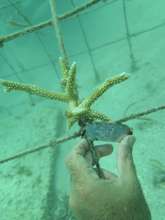 Coral fragment at las Galeras nursery