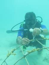 Galeras Diver Serge cleaning and measuring corals