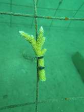 Coral fragment at Montecristi metal Nursery