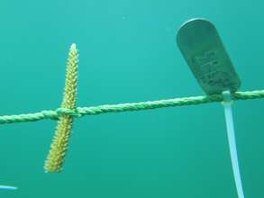 Coral fragment at Montecristi rope nursery