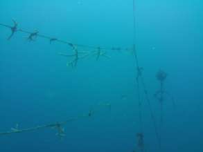 coral nursery in palmar de ocoa 1