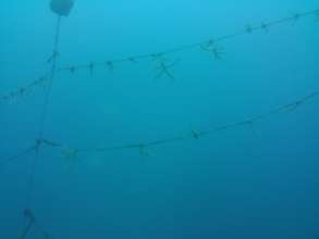 coral nursery in palmar de ocoa 2