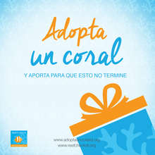 adopta un coral 1