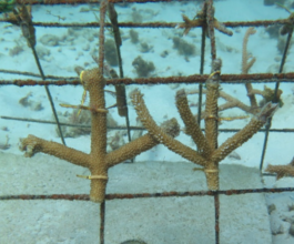 coral fragments on metal frame at boca chica