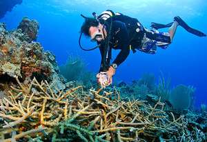 RCDR staff collecting coral from Silver Bank