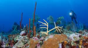 A coral fragment transplanted to natural reef