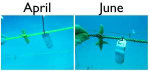 Growth comparison of coral fragment
