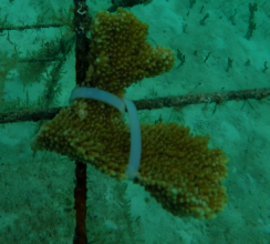elkhorn coral
