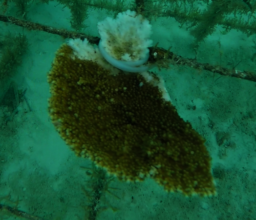 elkhorn coral 2