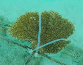 elkhorn coral 3