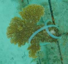 elkhorn coral 4