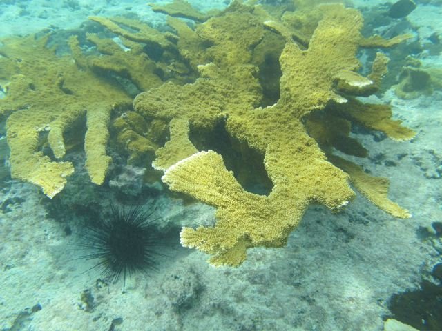Coral Restoration in the Dominican Republic