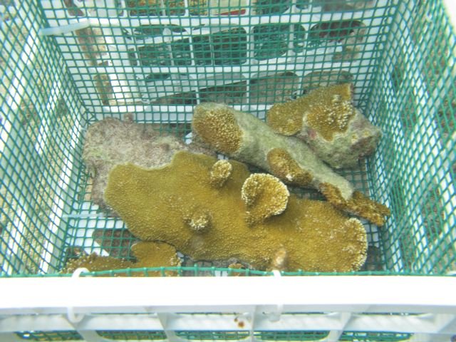 Coral Restoration in the Dominican Republic