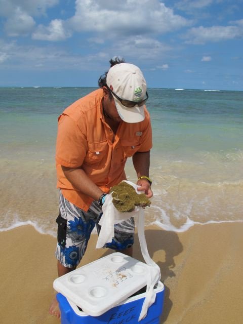 Coral Restoration in the Dominican Republic