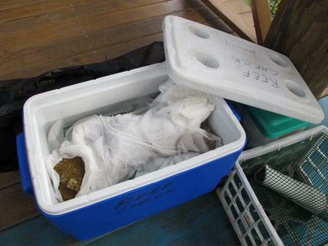 Coral Restoration in the Dominican Republic