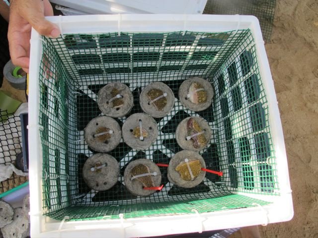 Coral Restoration in the Dominican Republic
