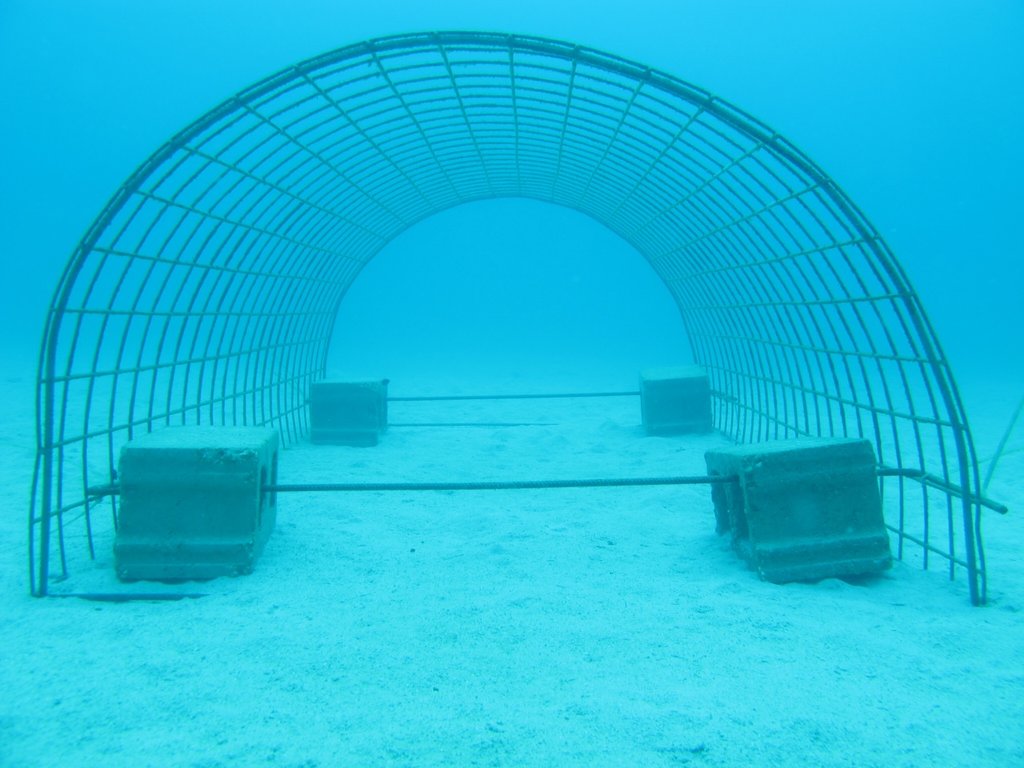 Coral Restoration in the Dominican Republic