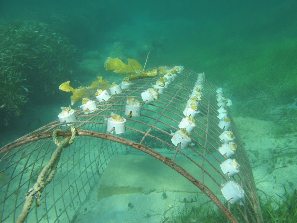 Coral Restoration in the Dominican Republic