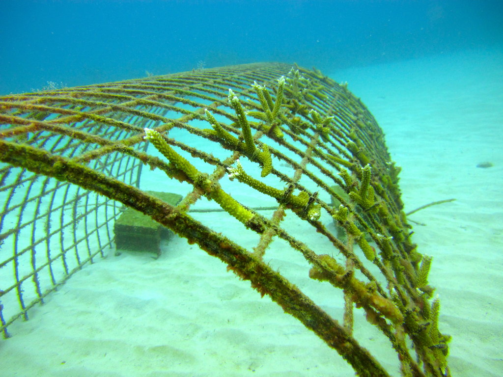 Coral Restoration in the Dominican Republic