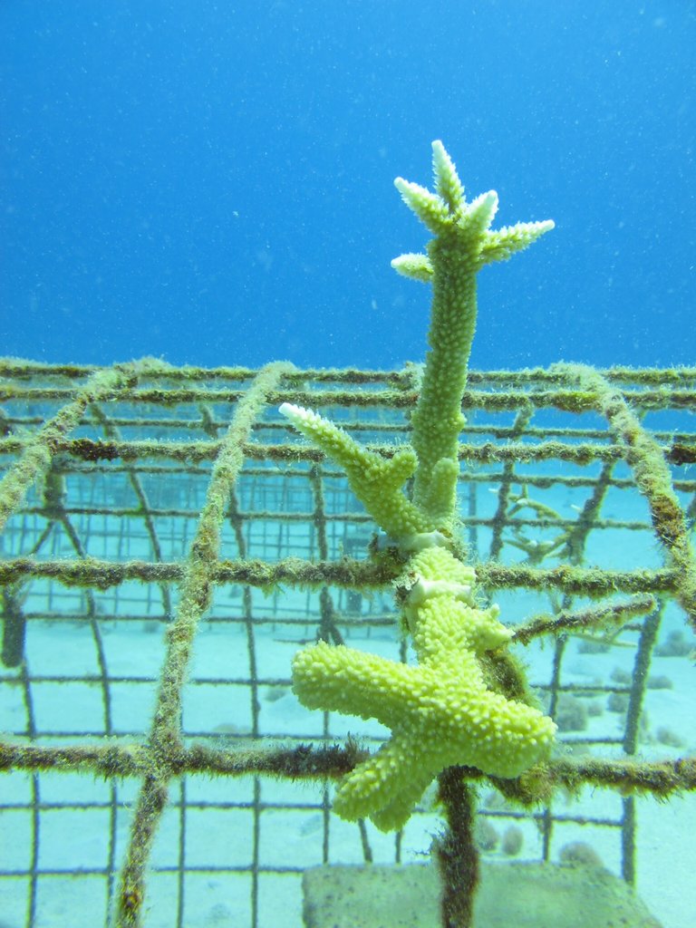 Coral Restoration in the Dominican Republic