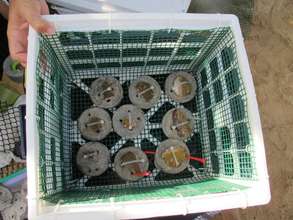 fragments ready to be inserted into the nurseries