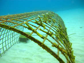Coral Nursery