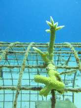 Stag Horn Coral
