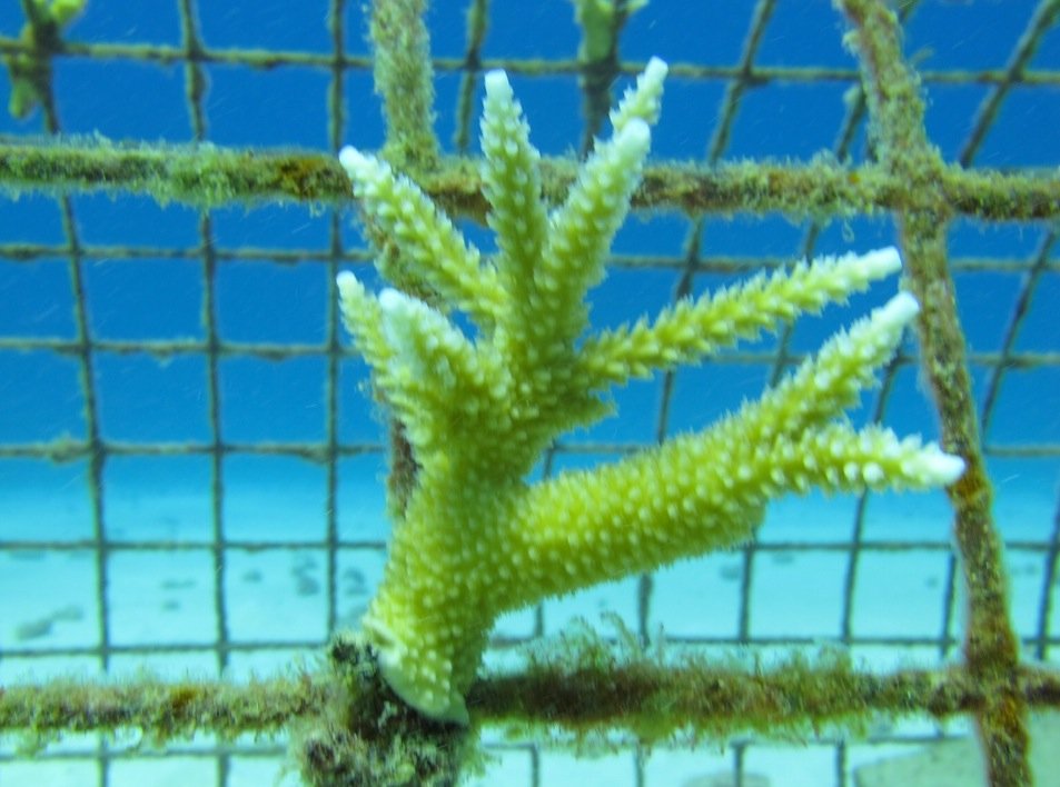 Coral Restoration in the Dominican Republic