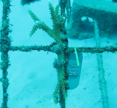 Tagged Coral Fragment on Coral Nursery