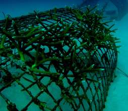 Coral nursery recovered from algal bloom