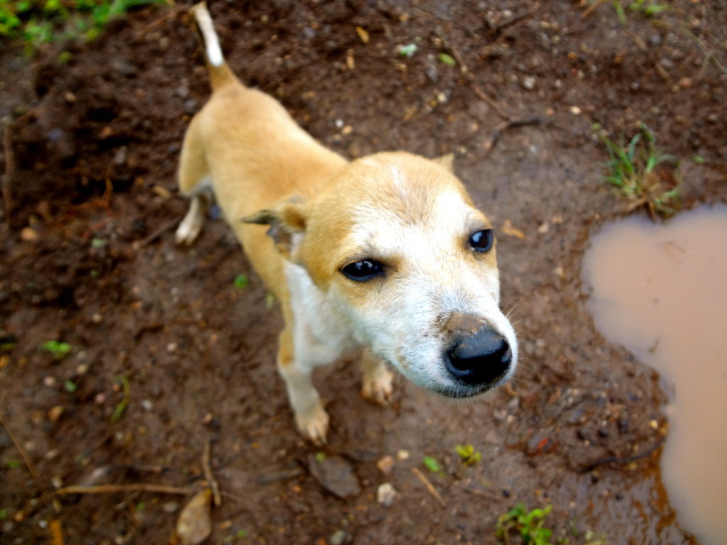 Vaccinate and Sterilise Stray Dogs in Thailand