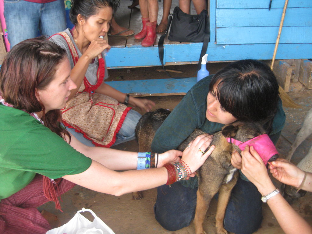Vaccinate and Sterilise Stray Dogs in Thailand