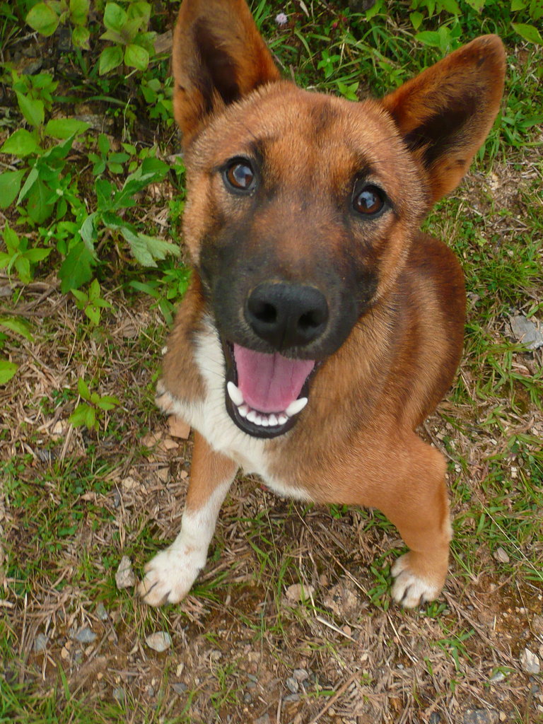 Vaccinate and Sterilise Stray Dogs in Thailand