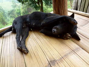 Vaccinate and Sterilise Stray Dogs in Thailand